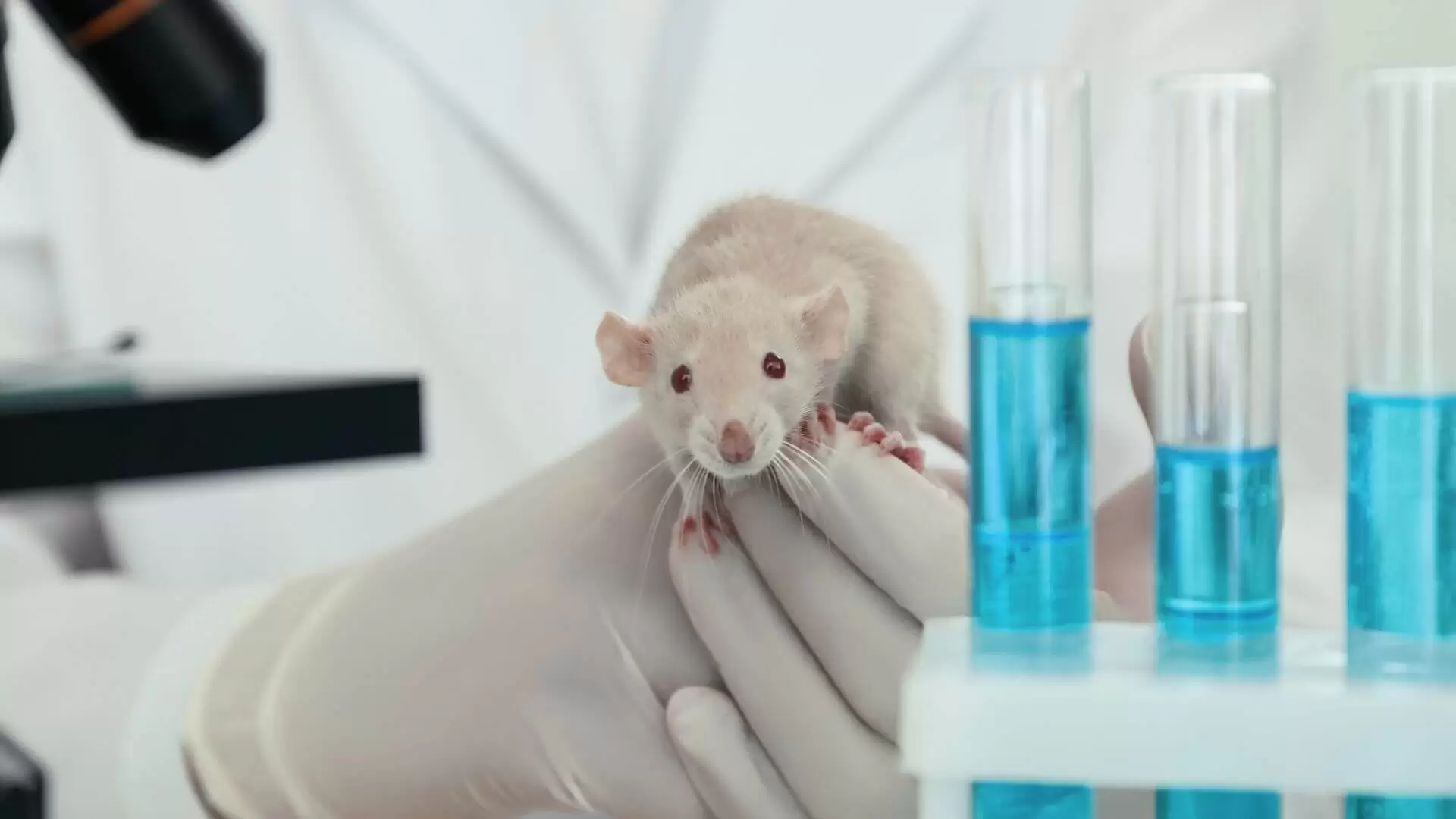 Animal Testing Labs Come out of The Dark (1)
