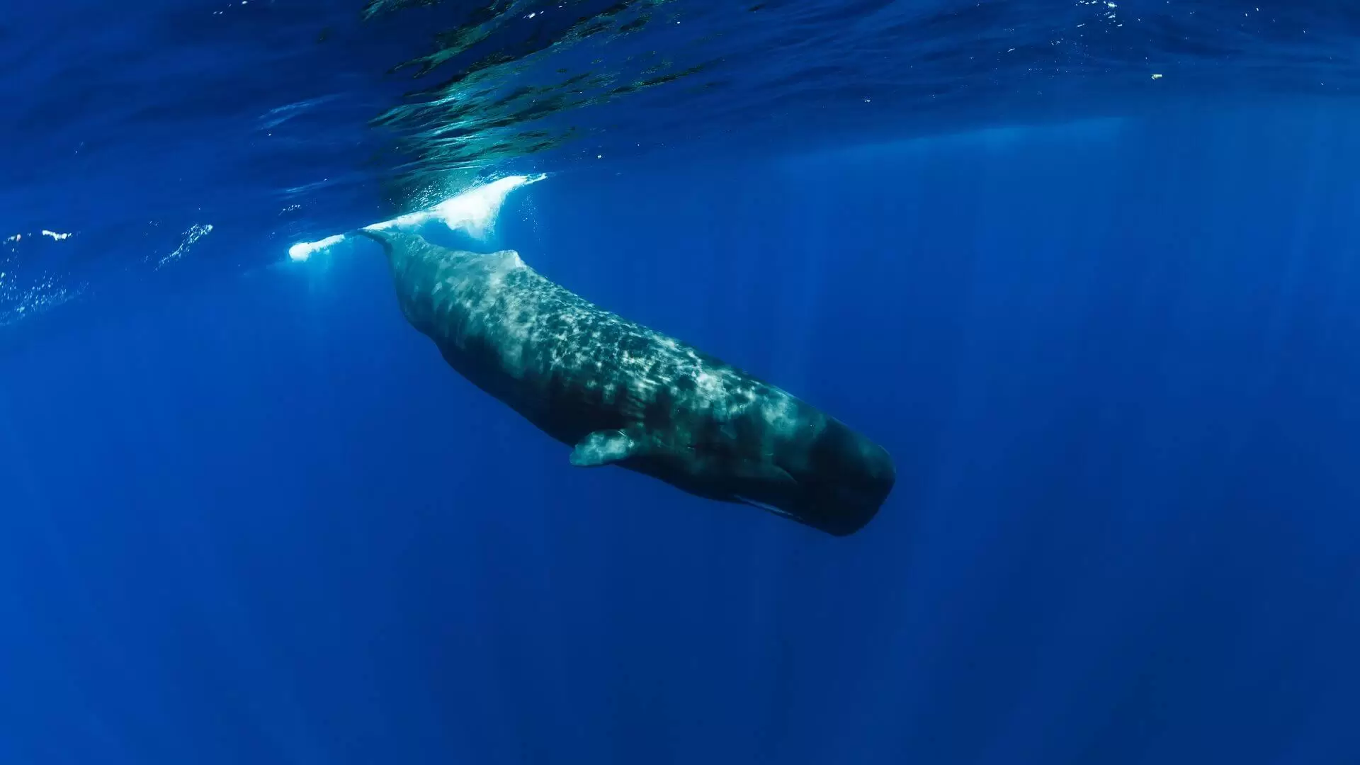 The Codas, The Dialects in Which The Sperm Whales ‘Speak’ With Their own (1)