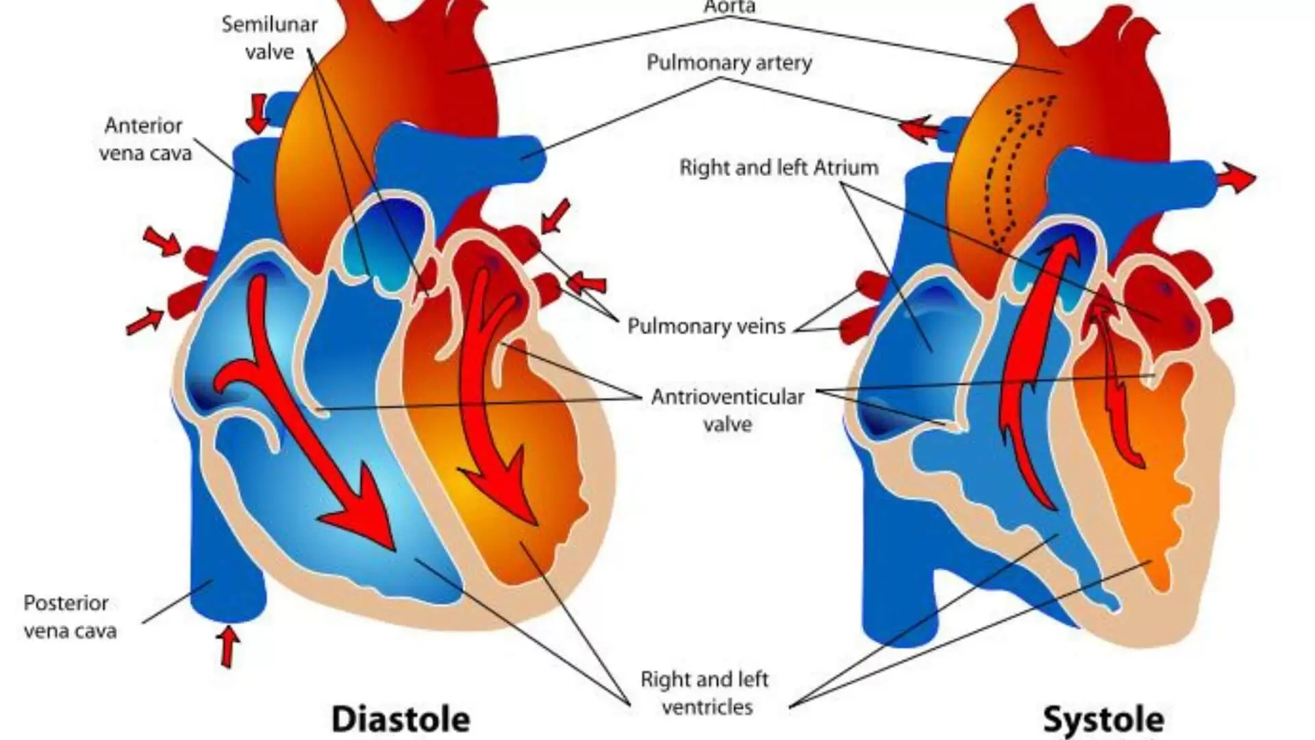 Difference Between Systole And Diastole (1)
