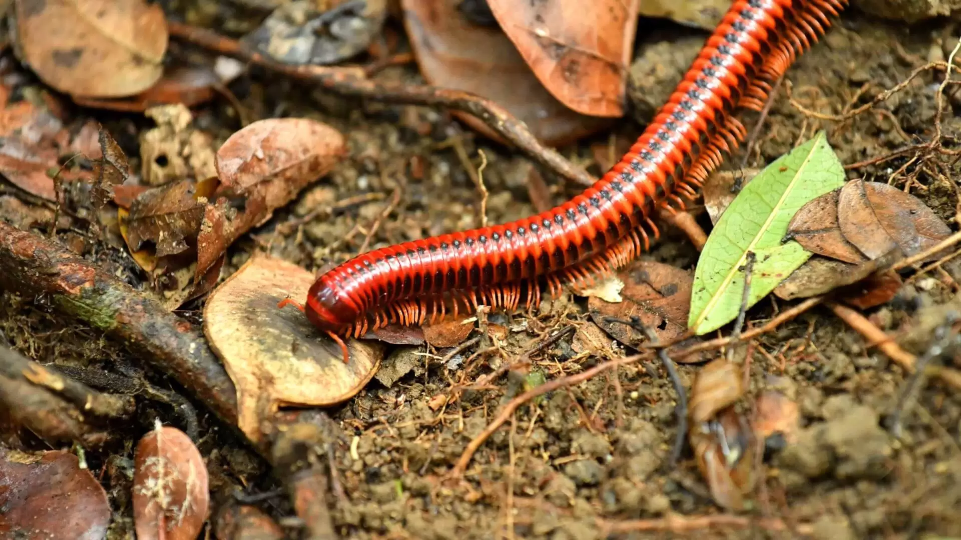 The Car-Sized Millipede That Crawled Across England (1)