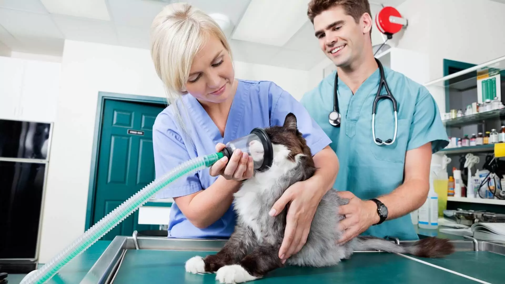 How to Become a Vet Tech Online (1)