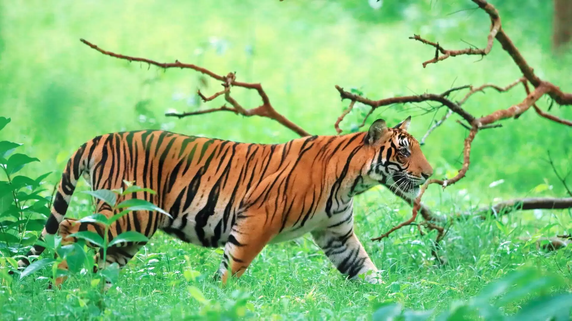 Ranthambore The Land of Royal Bengal Tiger (1)